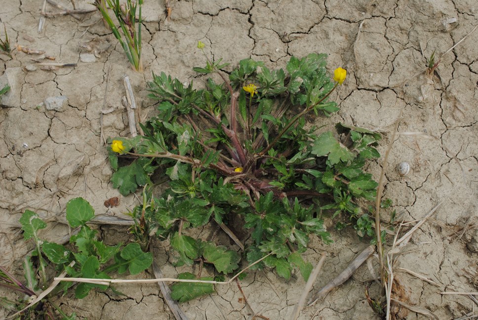 Ranunculus sardous / Ranuncolo sardo